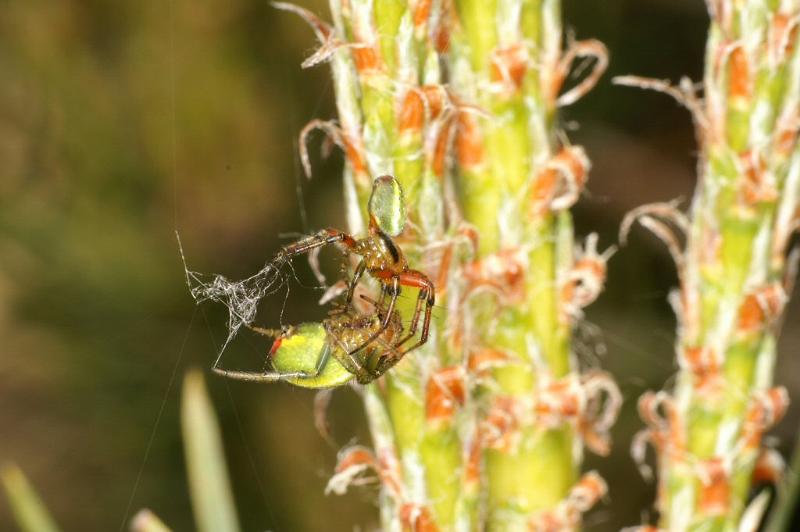 Araniella_cucurbitina_D2972_Z_85_NP De Hoge Veluwe_Nederland.jpg